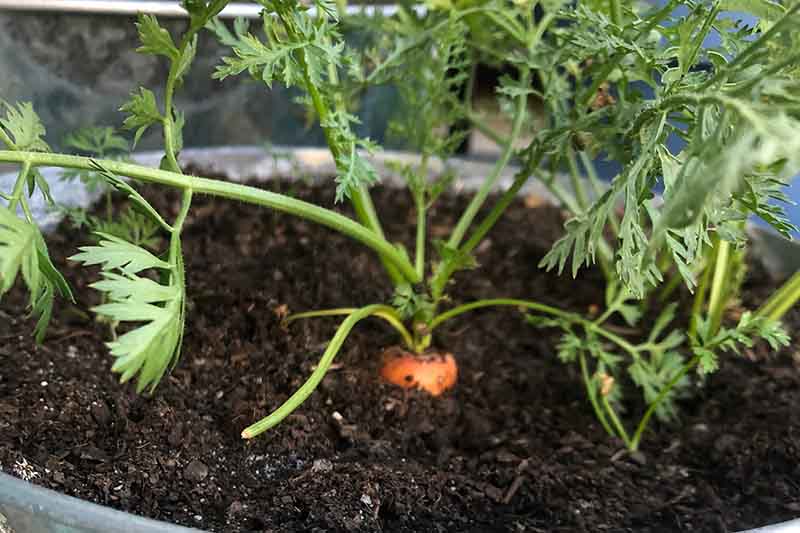 这是一个在室内容器中生长的胡萝卜的特写，根的顶部刚好在土壤线上方可见，背景中绿色的叶子在柔和的焦点中。