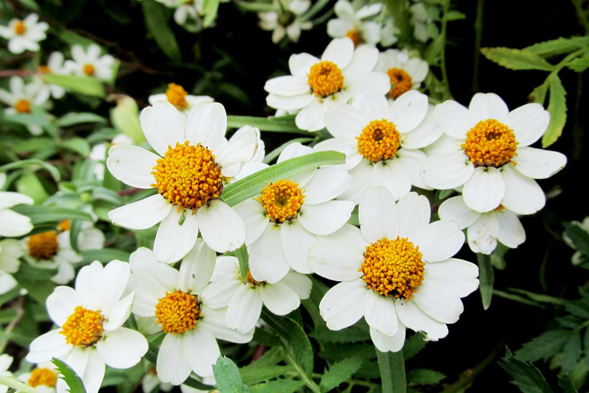 结束了的白色花朵Melampodium leucanthum植物,与黄色的中心和亮绿色叶软焦点的背景。