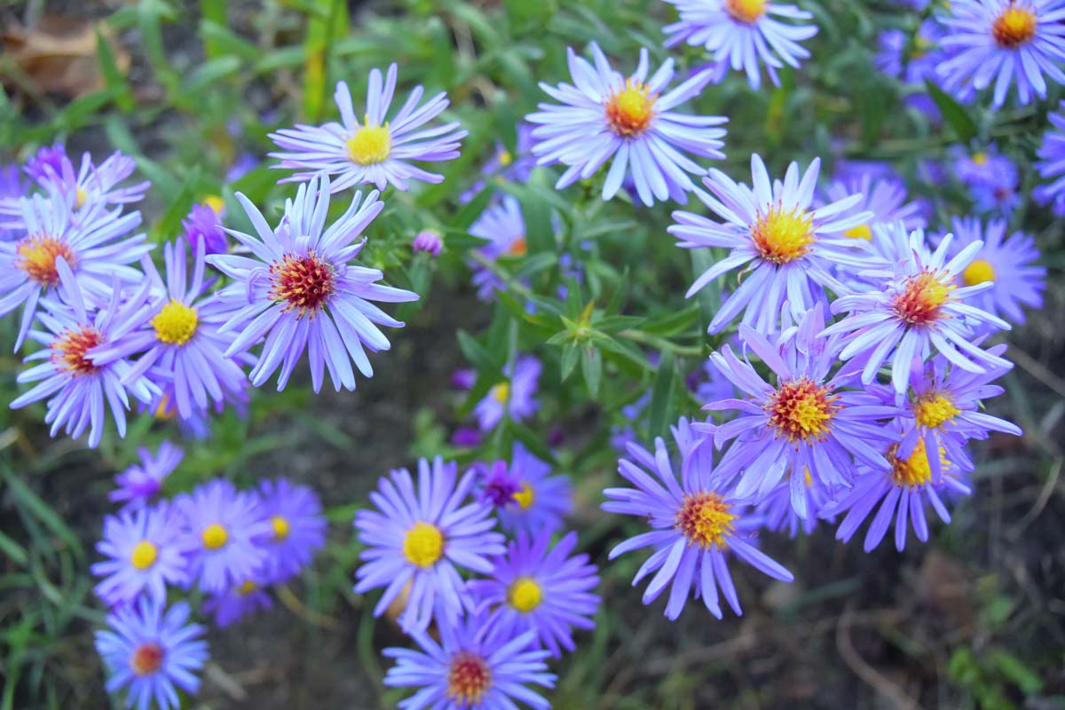 一个明亮的蓝色花朵的特写Symphyotrichum oolentangiense种植在花园里。