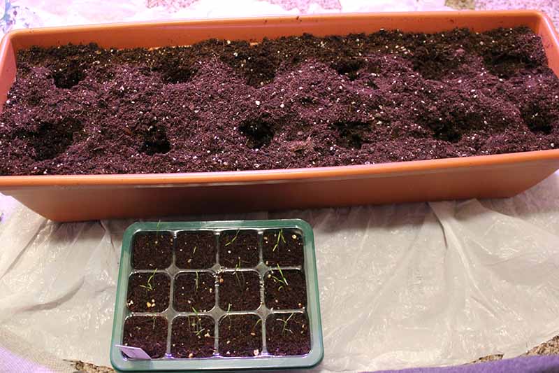 一个长矩形容器的特写，花盆土壤已经挖了洞，用于移植幼苗。框架的底部是一个准备移植的苗木盘。