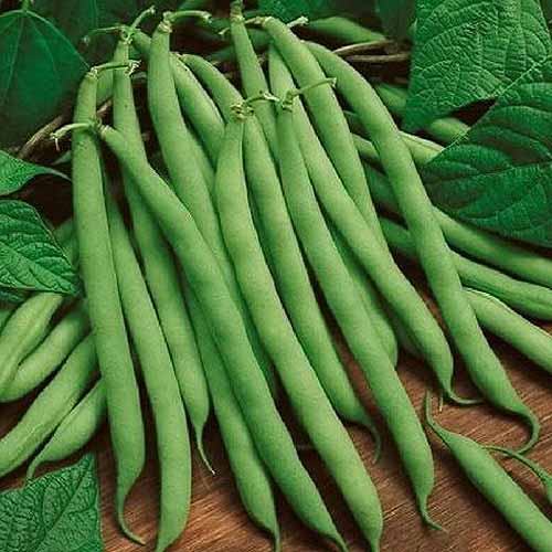 近距离的“蓝湖”菜豆品种设置在一个木制表面和周围的树叶。