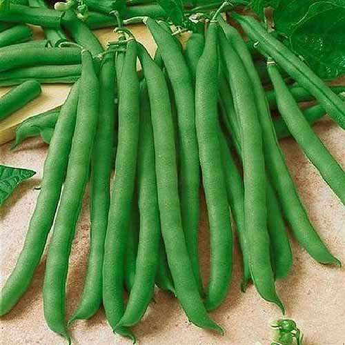 近距离的“竞争者”菜豆品种,新收获和集光表面背景树叶。