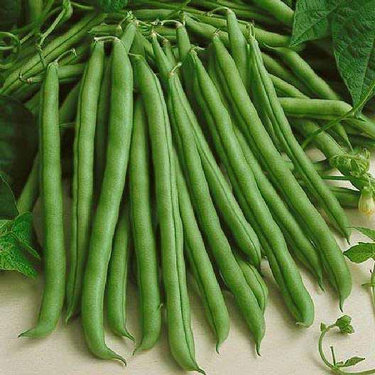 近距离的菜豆品种“提供者”设置在一个白色的表面被树叶包围。