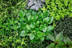 自顶向下的照片不同的草本植物种植在花园里。