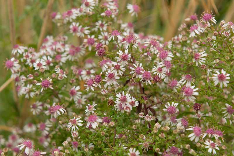 在柔和的焦点背景下，红花桑树(Symphyotrichum lateriflorum)花朵的特写，有着精致的白色花瓣和玫瑰粉色的中心，生长在花园中。