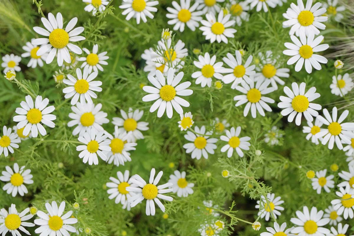 精致的白色花朵的特写的洋甘菊chamomilla或德国洋甘菊在夏天的花园。