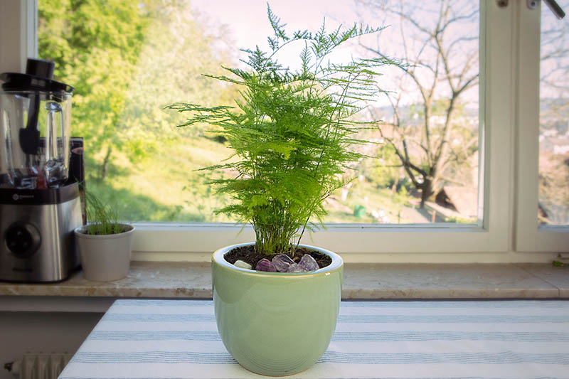 在一个阳光明媚的日子里，一株植物在一个浅绿色的陶瓷花盆里，花盆放在窗前的桌子上。