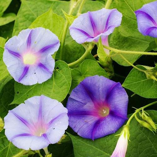 花园中生长着紫色的Ipomoea purpurea“Caprice”，周围环绕着绿色的叶子。