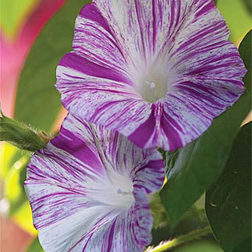 一个精致的双色紫色和白色的花Ipomoea purpurea ' carnival vale di Venezia，图片上的绿色软焦点背景。