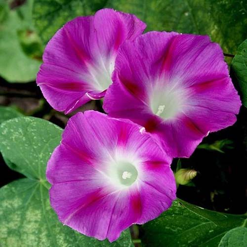一个近距离的微妙的深粉红色的花Ipomoea purpurea“深红漫步者”与树叶的背景。