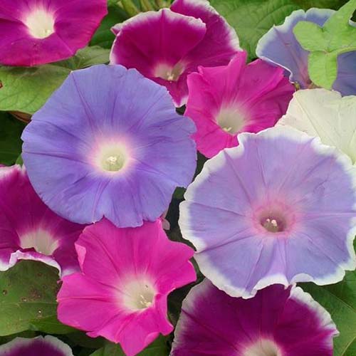 一个精致的，淡紫色和粉红色的花Ipomoea purpurea 'Early Call'生长在花园与树叶为背景的特写。