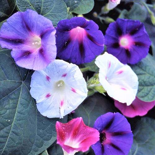 各种双色的Ipomoea purpurea 'Fieldgrown'在夏季花园中生长，背景是树叶。
