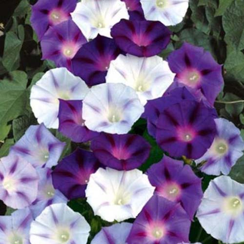 紫色、粉色和白色的牵牛花“墨点”的特写，背景是树叶。