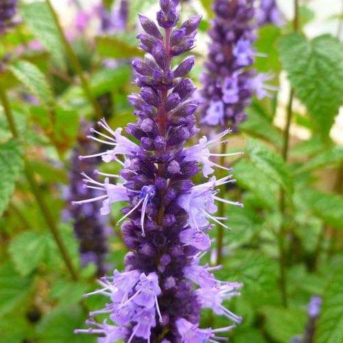 在花园中生长的淡紫色的Agastache rugosa 'Little Adder花的特写，背景中的树叶在柔和的焦点中。