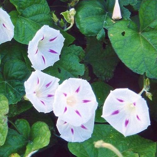这是一个带有紫色条纹的iomoea purpurea“Seta”的精致白色花朵的特写，它生长在花园中，背景是树叶。