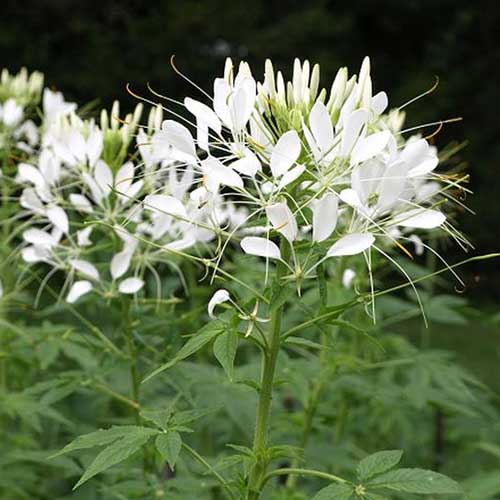密切的白色蜘蛛花,c . hassleriana“白皇后”种植在花园里,深绿色叶,见软焦点的背景。