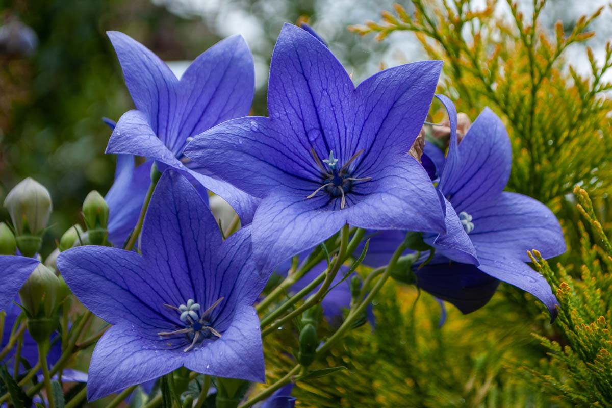 亮蓝色的,有纹理的开花的多年生Platycodon grandiflorus种植在花园里,软焦点的背景图。