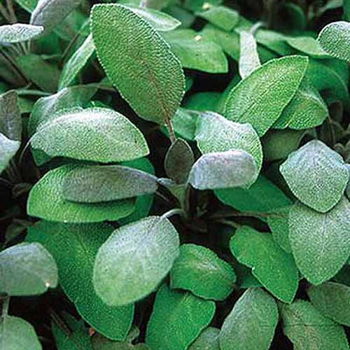 一个接近的深绿色叶子的鼠尾草'Purpurascens'生长在花园里。