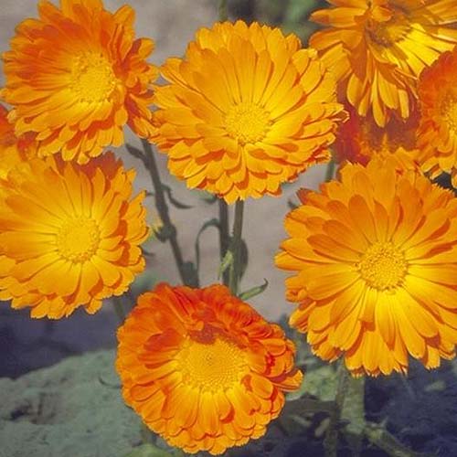 一个近距离的方形图像，在软焦点背景下拍摄的officinalis 'Balls Improved Orange'花。