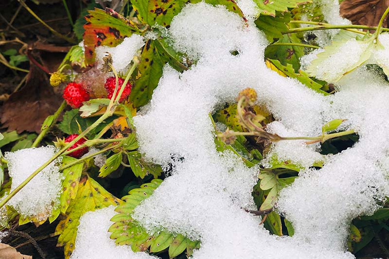关闭水平的形象一个草莓种植在花园里下一层薄薄的雪。