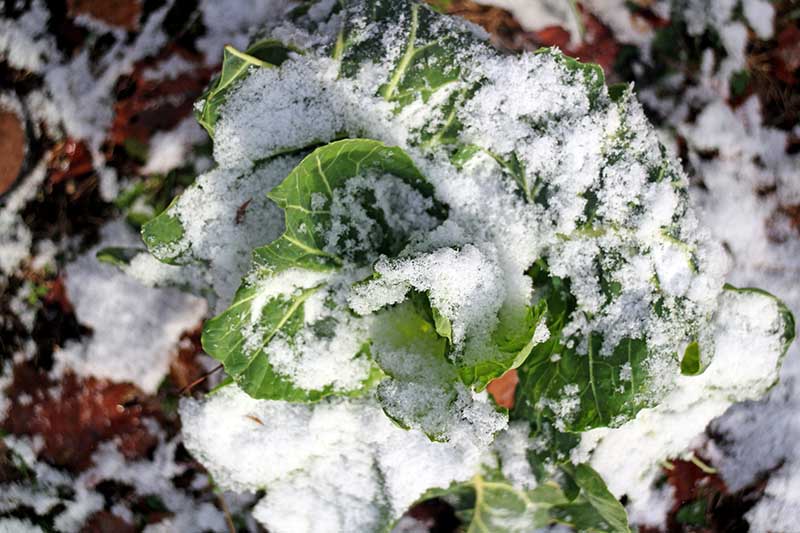 这是一张近距离的水平图像，在一层薄薄的雪下生长，照片是在过滤阳光下拍摄的，背景是柔和的焦点。