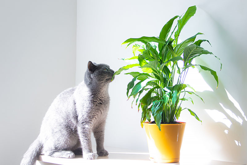 关闭水平图像的大灰猫嗅叶的和平莲植物生长在一个橙色的容器,如在明亮的阳光下。