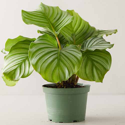 在白色表面的绿色塑料花盆中生长的圆叶Goeppertia orbifolia植物的近距离正方形图像。
