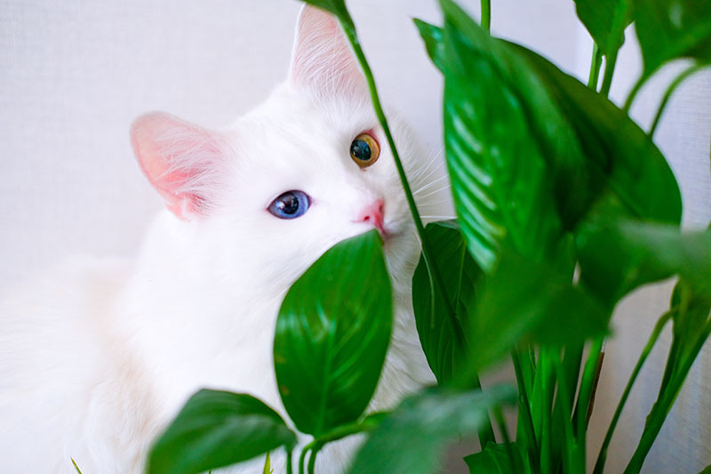 这是一只白色土耳其猫的特写，一只蓝色和一只琥珀色的眼睛藏在一株和平百合后面，照片背景是白色的。