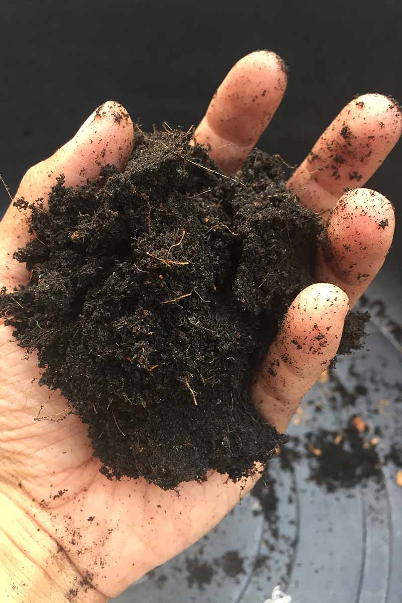 一只手拿着一把丰富的、深色的盆栽土壤的特写照片，背景是黑色的。