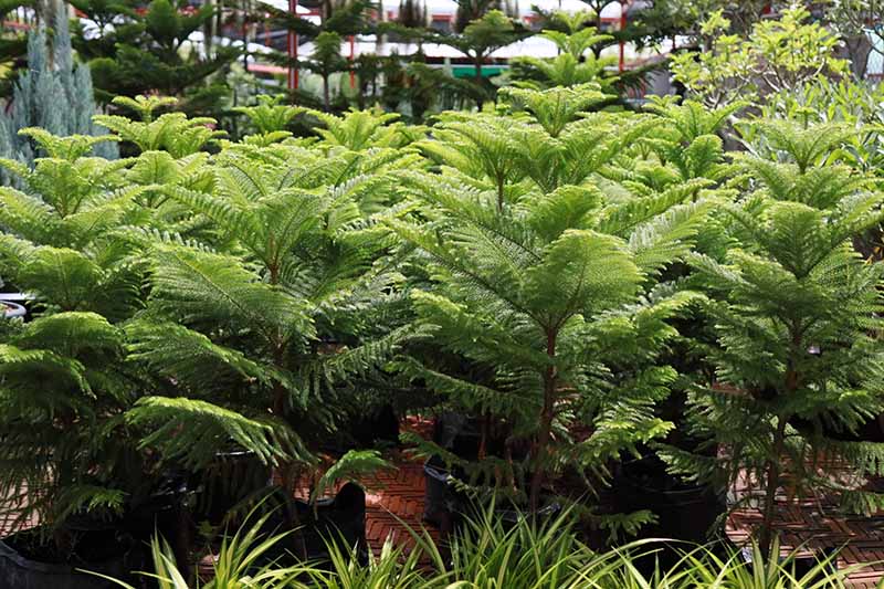诺福克岛的近距离水平图像松树生长在盆植物苗圃。