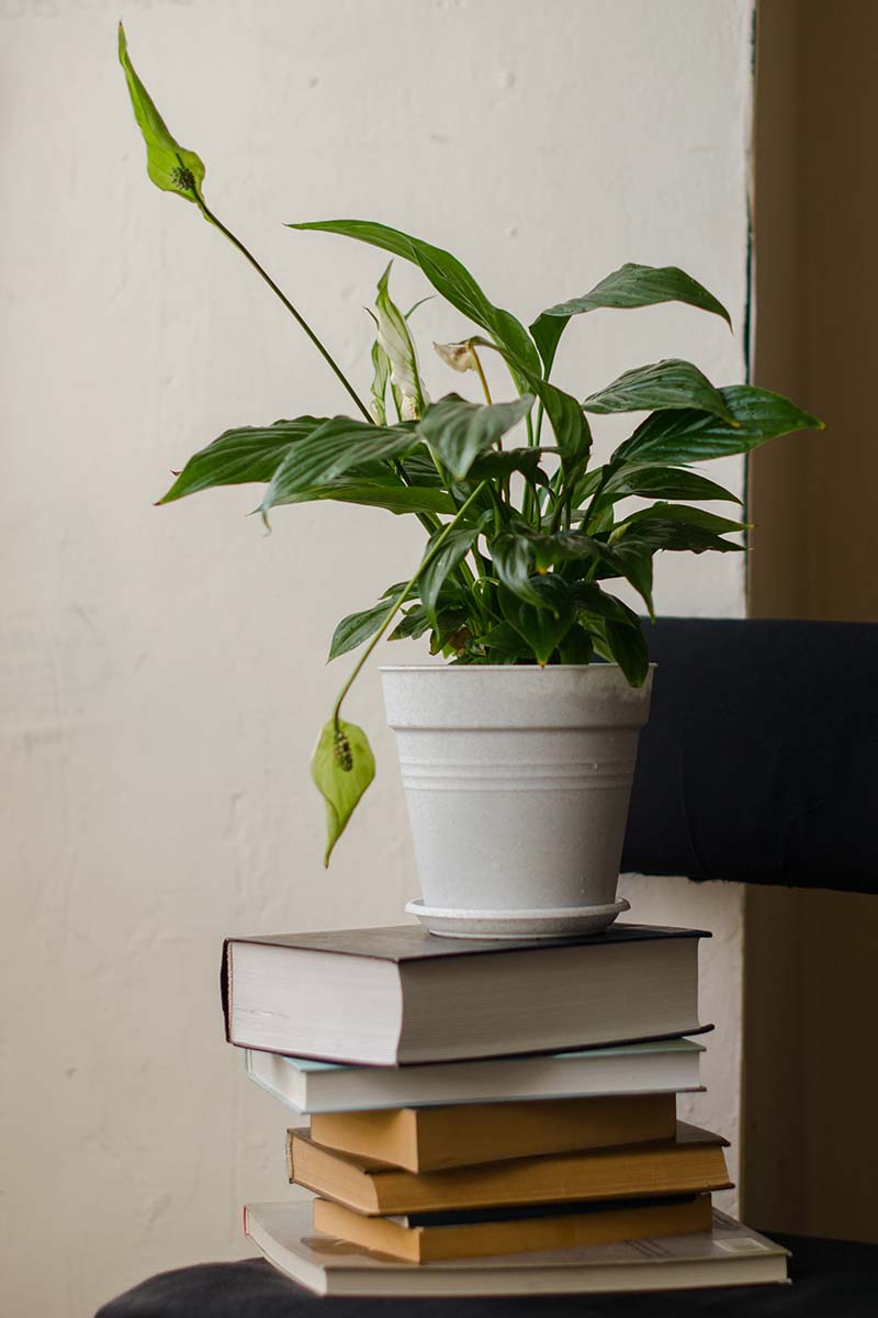 这是一幅近距离垂直图像，一株和平百合生长在白色塑料花盆中，花盆被放置在白色背景的一堆书上。