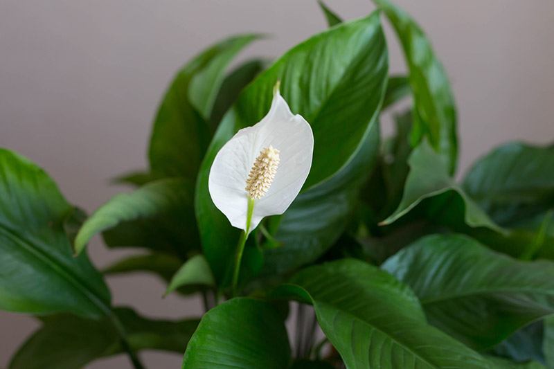 在室内生长的spathphylum植物的绿色叶子和白色花苞的特写。
