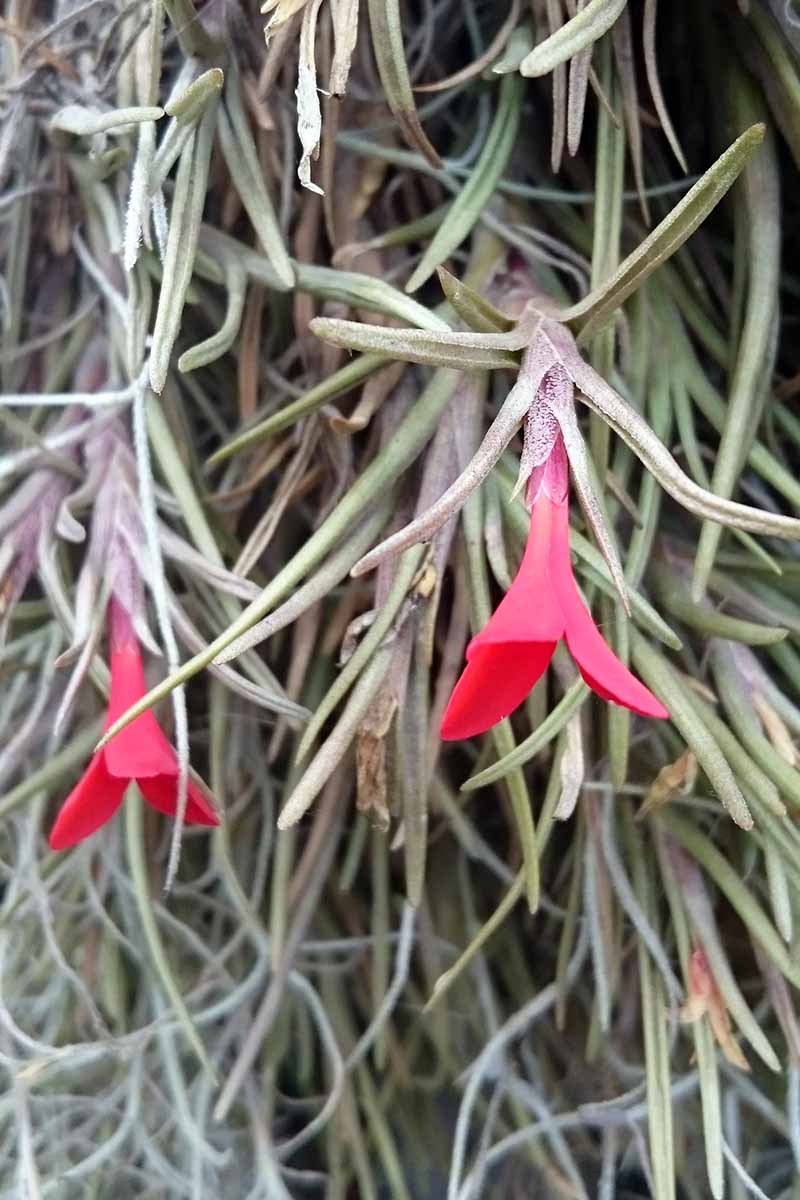 一个近距离垂直图像的alberitana与明亮的红色花朵生长在花园里，褪色到背景的软焦点。