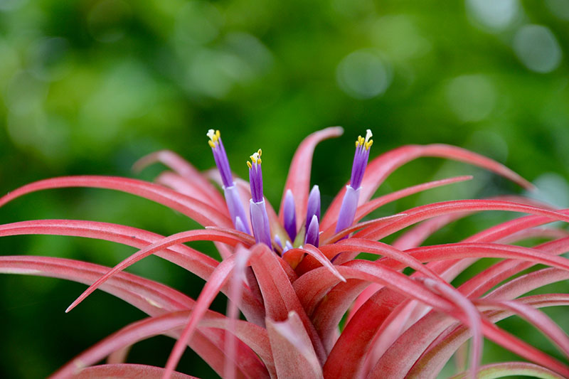 一个近距离的水平图像，亮红色的叶子和紫色的花的Tillandsia brachycaulos拍摄在一个软焦点背景。