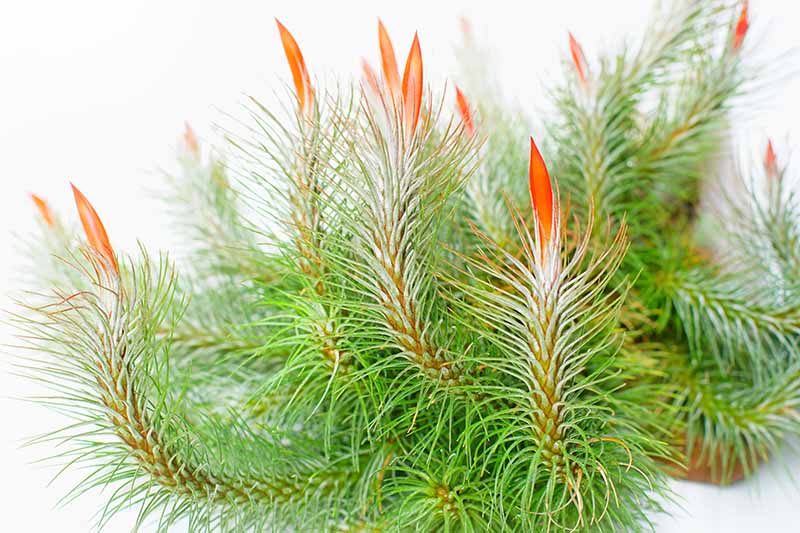 白底上有亮橙色尖端的圆荚Tillandsia funckiana的近距离水平图像。