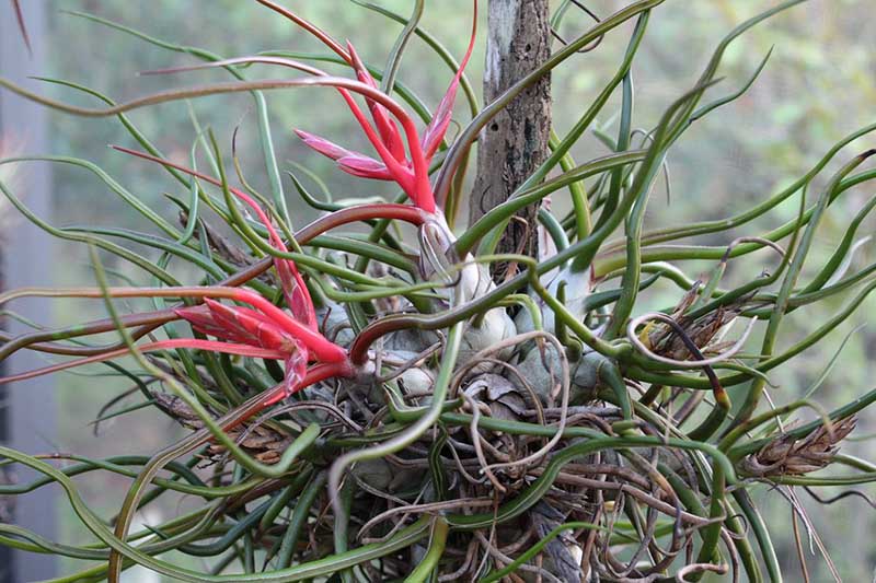 一个近距离的水平图像，Tillandsia bulbosa生长在木桩上，明亮的红色和绿色的叶子拍摄在一个软焦点背景。