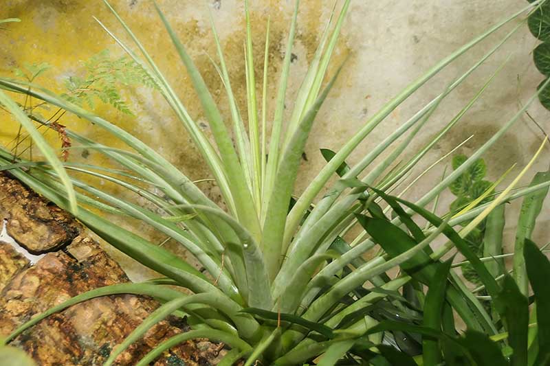 一个近距离的水平图像的Tillandsia capitata生长在户外旁边肮脏的白墙。