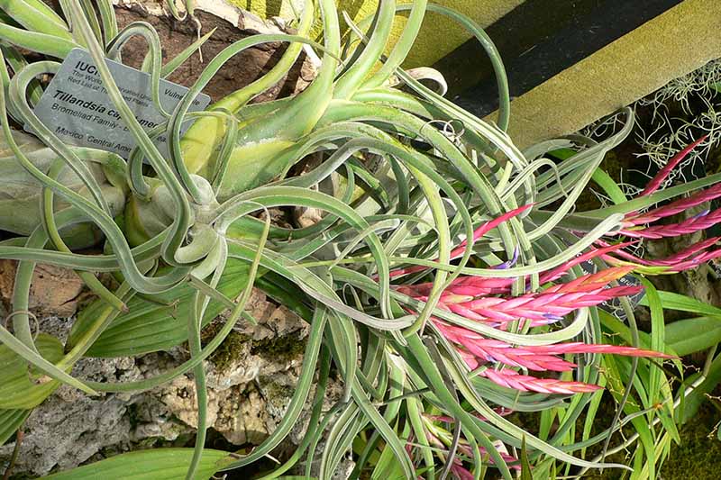 一个近距离的水平图像的Tillandsia caput medusae绿色的叶子和亮粉色的花。