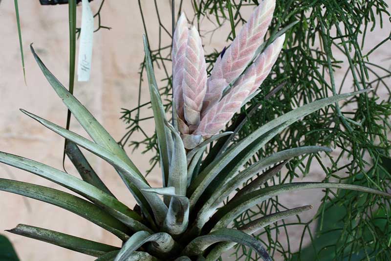 一个近距离的水平图像的Tillandsia chiapensis与淡紫色的花序描绘在一个软焦点背景。