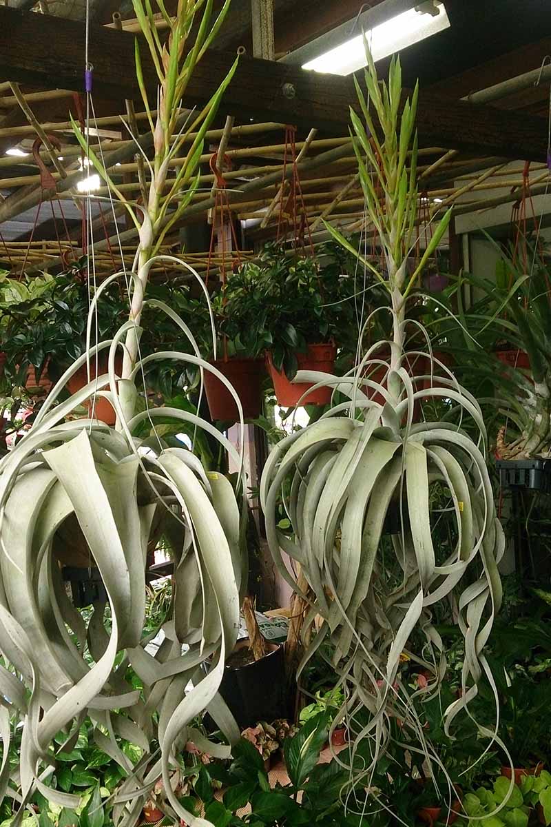 在不同类型的树叶包围下，在室内生长的大型干燥T. xerographica的近距离垂直图像。