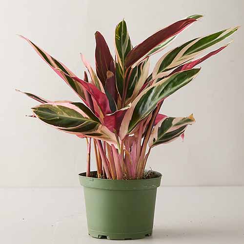 Stromanthe thalia“Triostar”生长在白色表面的绿色塑料花盆中。