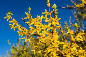 的近距离水平图像亮黄色的花朵spring-blooming连翘蓝天背景图在明亮的阳光下。