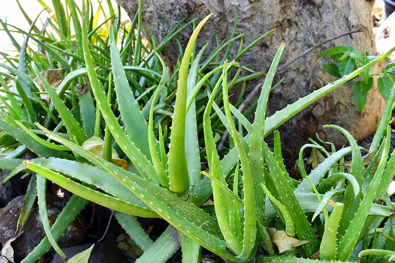近距离水平图像的多肉植物生长在树下。BOB体育APP苹果下载