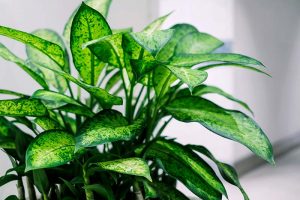 花叶万年青属的近水平形象室内植物栽培与五颜六色的树叶见软焦点的背景。