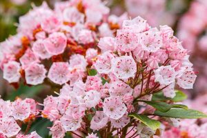 粉红色和白色的近距离水平图像Kalmia latifolia花软焦点的背景图。