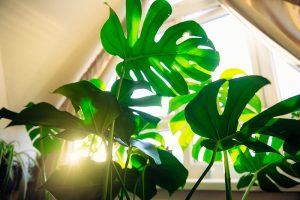 集合的近水平形象与太阳流室内植物的一个窗口。BOB体育APP苹果下载