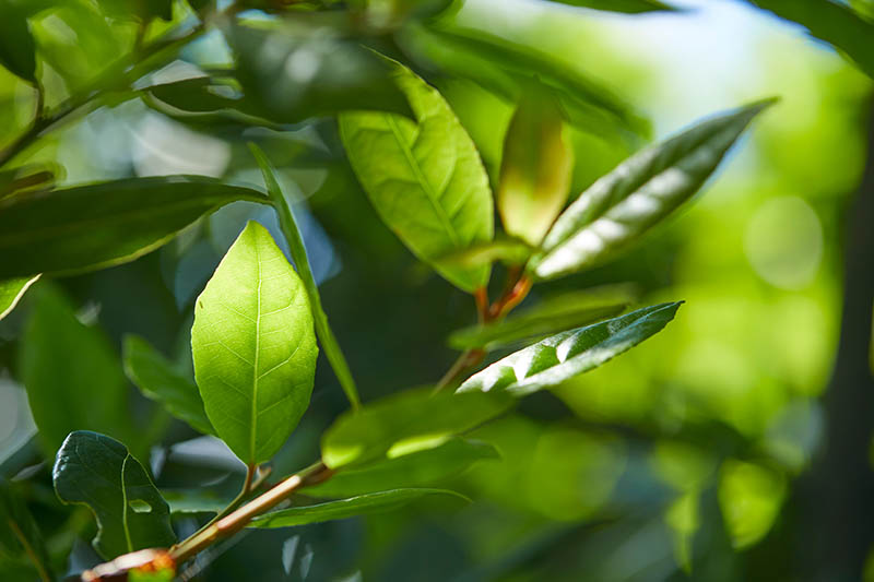 月桂树的近水平形象干细胞种植在花园里见软焦点的背景。