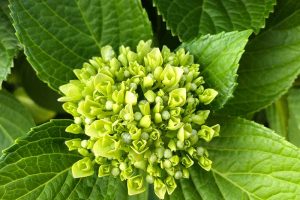 关闭水平图像花芽的绣球花植物叶柔软的包围。