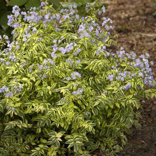 一个近距离的水平图像Polemonium reptans“天堂的阶梯”生长在一个软焦点背景拍摄的花园。