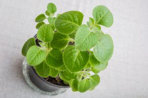 在室内木制表面的一个小塑料花盆中，一株小Coleus amboinicus植物生长的近距离水平图像。